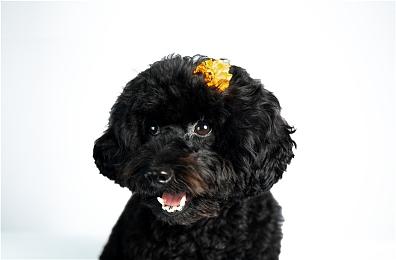 胖布丁新作《迷失岛4》现已上线，蒸汽平台首周9折特惠